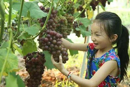 龙口招远吃瓜,一场吃瓜者的味蕾狂欢