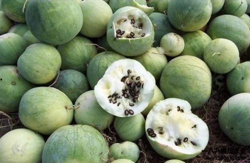 全球都在吃瓜视频,短视频时代的全民娱乐盛宴